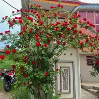 سوئیت در بره سر دریاچه ویستان