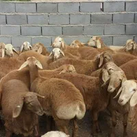 فروش گوسفند باسکول دیجیتالی همراه قصاب زنده|حیوانات مزرعه|اندیشه, |دیوار