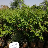 انواع نهال گرمسیری  مثمر وغیر مثمر|خدمات باغبانی و درختکاری|اهواز, زرگان|دیوار