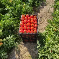 زمین کشاورزی (اسب زین شده) برای فروش و اجاره|فروش دفتر صنعتی، کشاورزی، تجاری|فیروزآباد (فارس), |دیوار