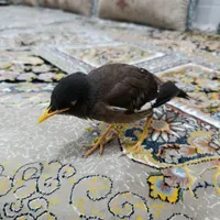 مرغ مینا