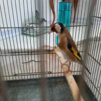 سهره نر مست بخون داغسر