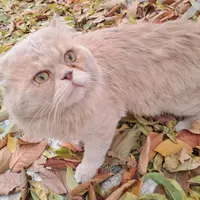 گربه پرشین گمشده