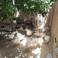 بوقلمون گوشتی|حیوانات مزرعه|بیرجند, |دیوار