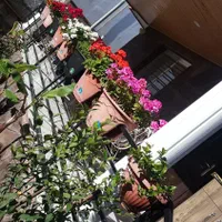 خدمات باغبانی|خدمات باغبانی و درختکاری|نوشهر, |دیوار