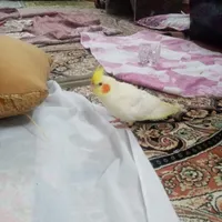 عروس هلندی