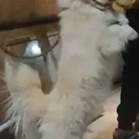 سگ گم شده امروز