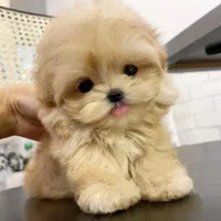 سگ پودل ناز