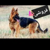 ژرمن ژپش اصل|سگ|مبارکه, |دیوار