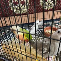 پرنده جوانه|پرنده|بیرجند, |دیوار