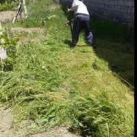 کارگر برای آلاخ تخمه آفتابگردان