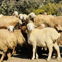 مزرعه گوسفند و بره