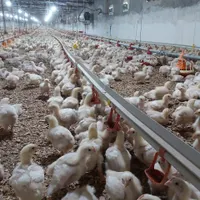 فروش مرغداری گوشتی ۳۹۰۰۰ بامکانات