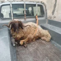 میش و شیشک چاق چاقبرایمصرفخانه|حیوانات مزرعه|بروجرد, |دیوار