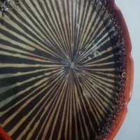 فروش ساز دف عالی