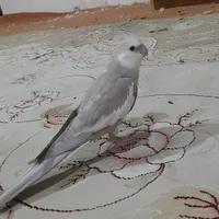 عروس هلندی گم شده