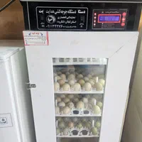 نمایندگی دستگاه تمام اتوماتیک جوجه کشی|لوازم جانبی حیوانات|بم, |دیوار