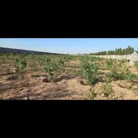 فروش زمین ۲۰۰۰ متری در مزرعه شور (سجزی)|فروش زمین و ملک کلنگی|اصفهان, گورت|دیوار