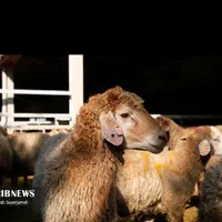 گوسفند گوشتی تضمینی
