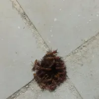 موریانه زدایی وسم پاشی