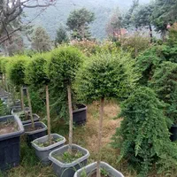 سیکاس بامبو خیزران نی گل محمدی رز یوکا سرویس خدمات|خدمات باغبانی و درختکاری|تهران, آرژانتین|دیوار