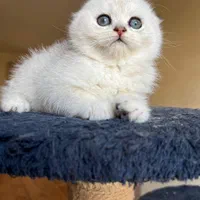 گربه های اصیل و شجره دار( تحویل شیراز)