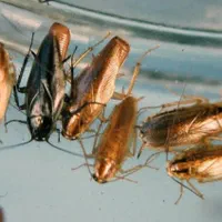 خدمات سمپاشی*موریانه زدایی*باضمانت ریشه حشرات|خدمات نظافت|اهواز, کوروش|دیوار