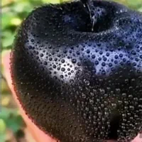 نهال سیب سیاه وارداتی