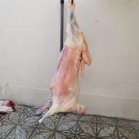 میش شیشک برهنر- ماده کشتاری|حیوانات مزرعه|بروجرد, |دیوار