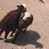 سبک سنگین نر و ماده چاق و چله جهت قربانی