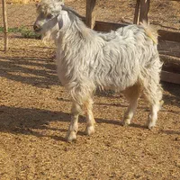 گوسفند و بزغاله زنده