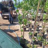 نهال و درخت هلو شلیل|خدمات باغبانی و درختکاری|فلاورجان, |دیوار