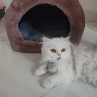 گربه ملوس خانگی
