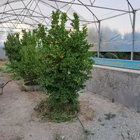 باغچه‌ی ویلا دار ۹۲۰ بکه شهریار|فروش زمین و ملک کلنگی|تهران, وحیدیه|دیوار