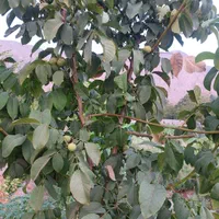 فروش باغ بین سیدان وفاروق .روستای اب انار|فروش خانه و ویلا|مرودشت, تخت جمشید|دیوار