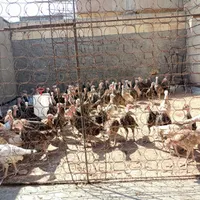 جوجه بوقلمونه برنز و بربون|حیوانات مزرعه|میانه, |دیوار