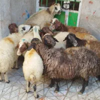 فروش‌همه‌نوع‌گوسفند‌زنده‌ برای‌مصرف‌خانه‌و...
