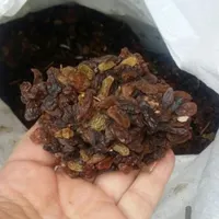 کشمش کاشمر، قوچان، درگز خرما، شکرک ملاس، خمیرخرما|عمده‌فروشی|مشهد, سعد آباد|دیوار