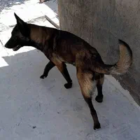 سگ مالینوز نر|سگ|اصفهان, ارداجی|دیوار
