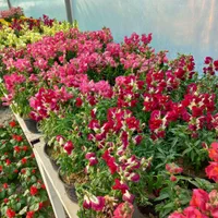 انجام کارهای باغبانی وسمپاشی ...وسم پاشی|خدمات باغبانی و درختکاری|تهران, سید خندان (جلفا)|دیوار