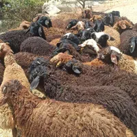 افشاری گوسفند در تهران زنده مغانی کردستانی|حیوانات مزرعه|تهران, کاج|دیوار