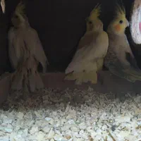 جوجه عروس هلندی|پرنده|اصفهان, همت‌آباد|دیوار