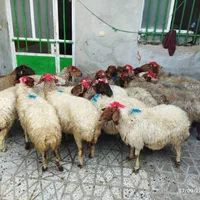 میش و شیشک‌‌‌ چاق‌ چاق‌‌برای‌مصرف‌خانه‌