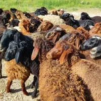 فروش گوسفند زنده شبانروز باارسال حضوری و غیرحضوری|حیوانات مزرعه|کرج, شهرک یاس جنوبی|دیوار