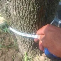 فروش درخت بن دار با بن بالا برا شهرداری|عمده‌فروشی|تهران, تهرانپارس شرقی|دیوار
