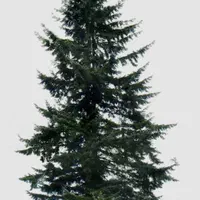 فروش/درخت صنوبر * ۵/۵ هکتار هفت ساله/5400 تا