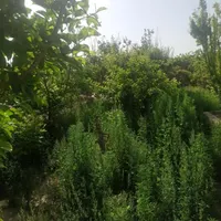 فروش یا معاوضه باغ با امکانات|فروش زمین و ملک کلنگی|اصفهان, خیادان|دیوار