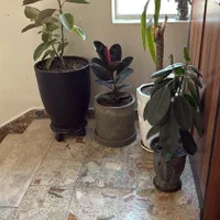 خدمات رسیدگی گل درمحل ۱۵ سال تجربه تعویض خاک گلدان|خدمات باغبانی و درختکاری|تهران, سعادت‌آباد|دیوار