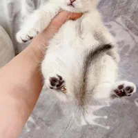 بچه گربه های بی مانند|گربه|اهواز, کوی باهنر|دیوار