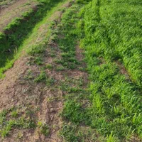 نیم هکتار زمین آبی کشاورزی روستای همیانک|فروش دفتر صنعتی، کشاورزی، تجاری|کنگاور, |دیوار